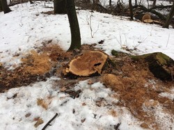 В Днепропетровской области вырубили столетние дубы, занесение в красную книгу (ФОТО)