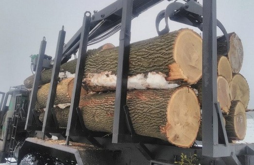 В Днепропетровской области вырубили столетние дубы, занесение в красную книгу (ФОТО)