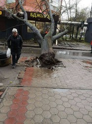 В Днепре на Тополе на павильоны упало огромное дерево (фото)