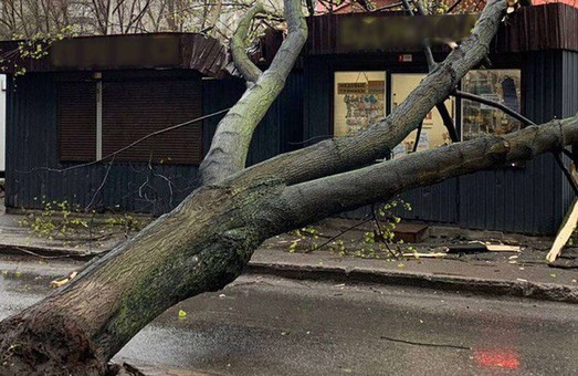В Днепре на Тополе на павильоны упало огромное дерево (фото)